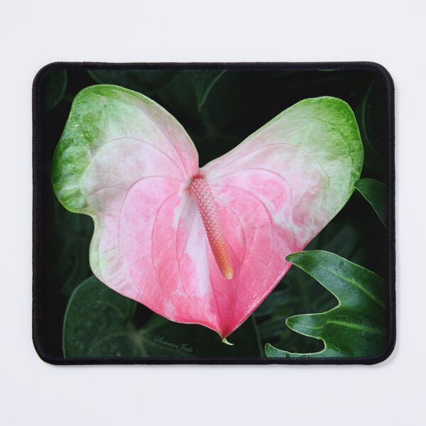 Item preview, The Anthurium Flower ~ A History designed and sold by SummerJade.