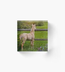 Palomino Foal 1 Acrylic Block