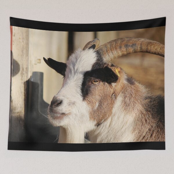 Aperçu de l'œuvre Goat farm - Funny goat - white goat créée et vendue par animal-animal.