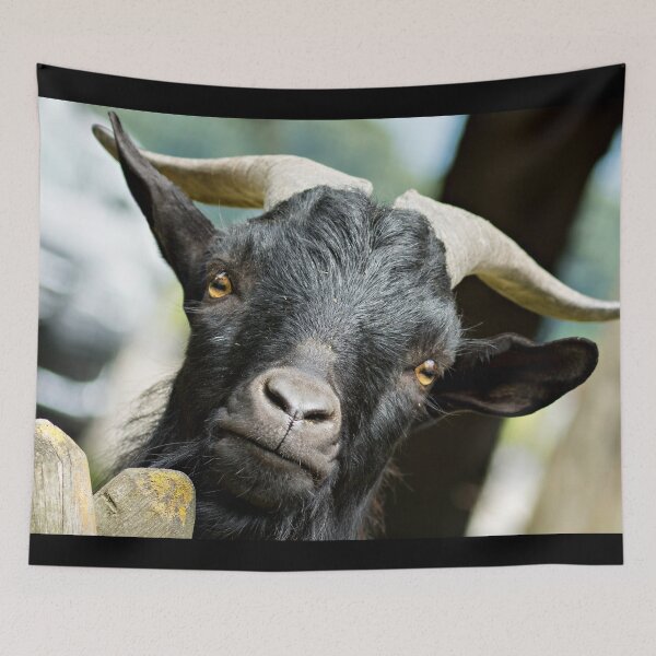 Aperçu de l'œuvre Goat farm - Funny goat - black goat créée et vendue par animal-animal.