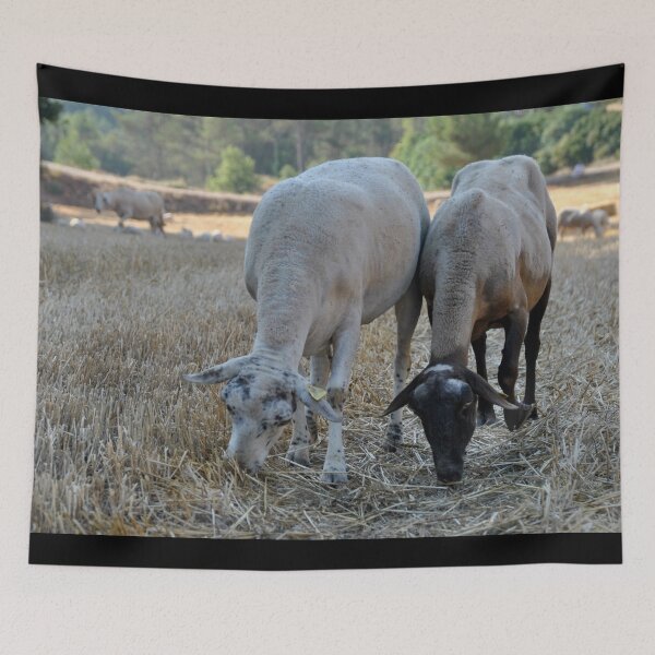 Aperçu de l'œuvre Goat farm - Funny goat - white goat créée et vendue par animal-animal.