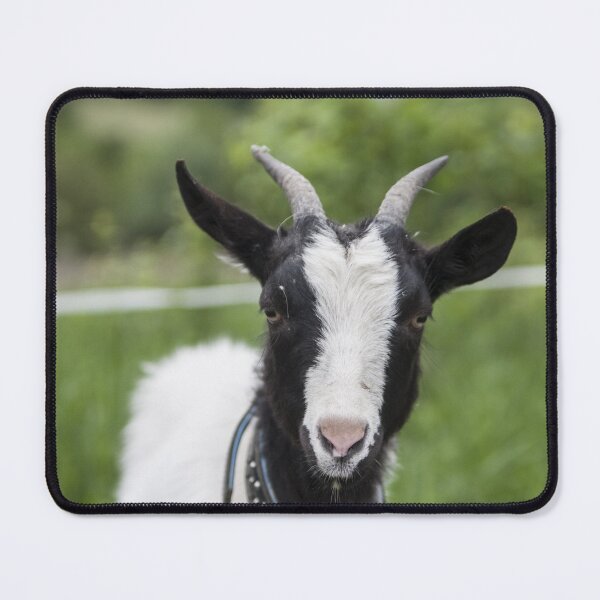 Item preview, Goat farm - Funny goat - white goat designed and sold by animal-animal.