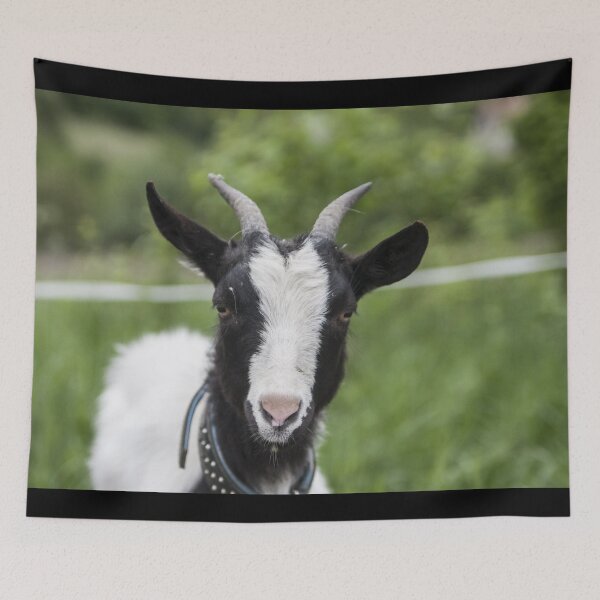 Aperçu de l'œuvre Goat farm - Funny goat - white goat créée et vendue par animal-animal.