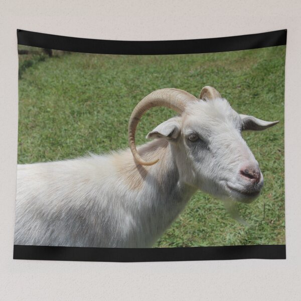 Aperçu de l'œuvre Goat farm - Funny goat - white goat créée et vendue par animal-animal.