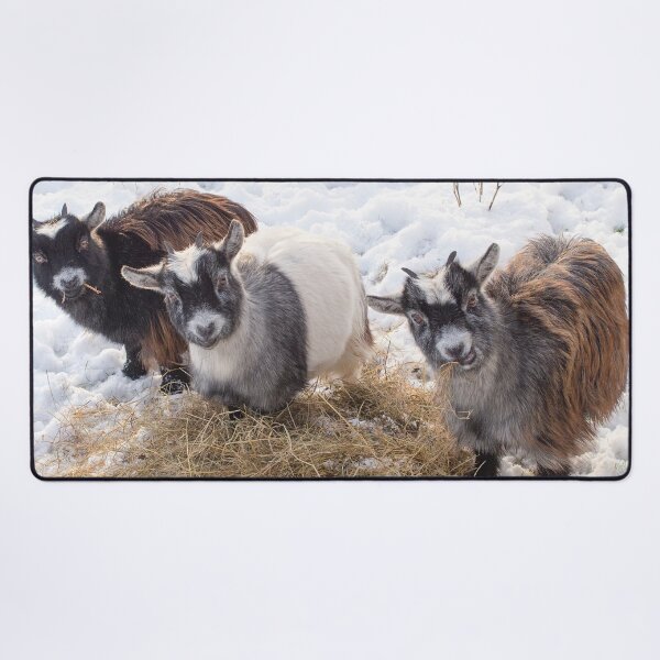 Item preview, Goat farm - Funny goat - pygmy goat designed and sold by animal-animal.