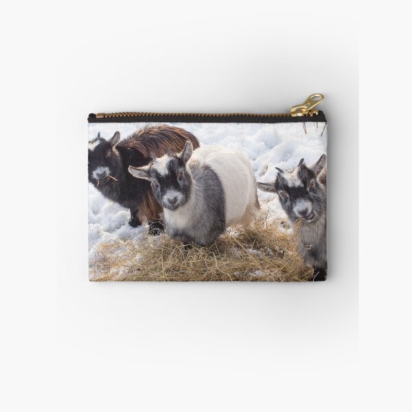 Aperçu de l'œuvre Goat farm - Funny goat - pygmy goat créée et vendue par animal-animal.