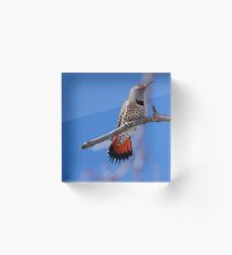 Male Red Shafted Northern Flicker Acrylic Block