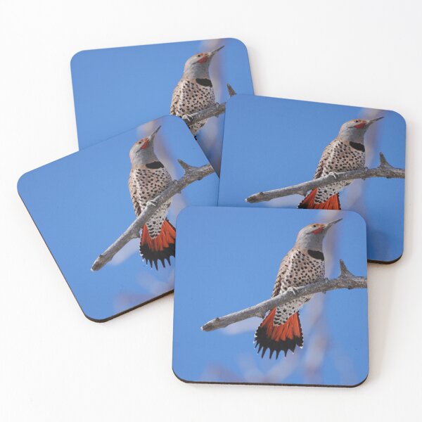 Item preview, Male Red Shafted Northern Flicker designed and sold by Alyce Taylor.