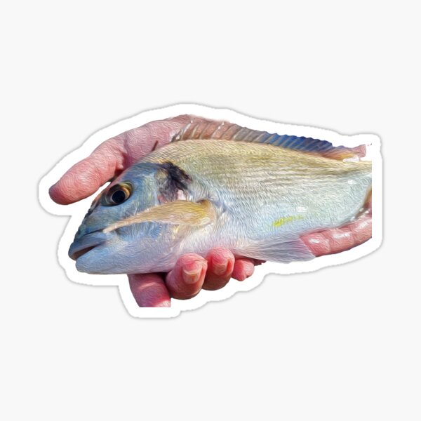 Bream fans, we have just added the Bream Decals to our large range