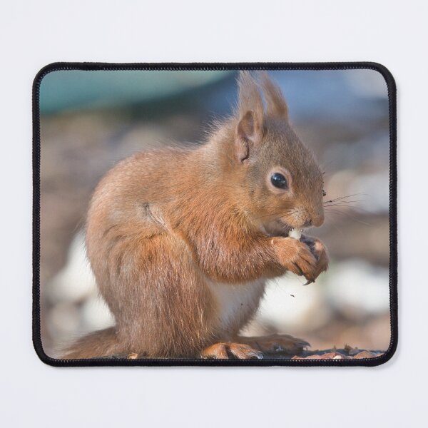 Item preview, Red Squirrel Lossiemouth designed and sold by Derren Jones.