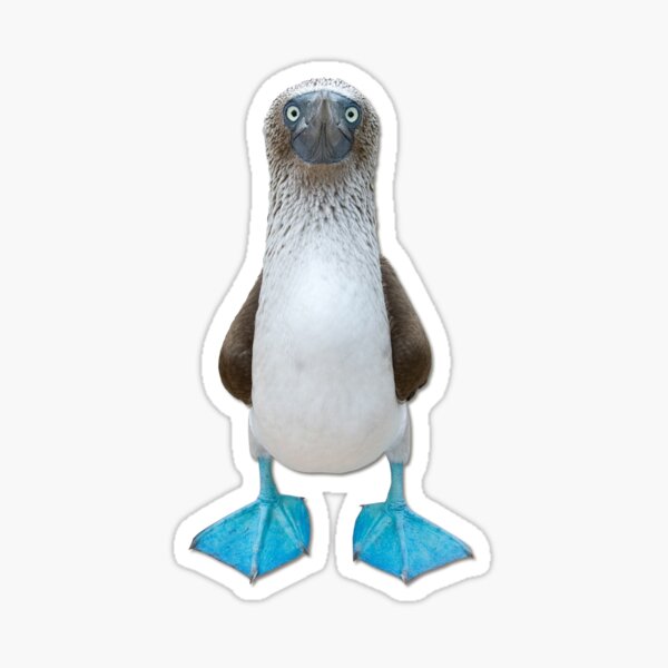 Types of Booby Birds Galapagos Wildlife' Sticker