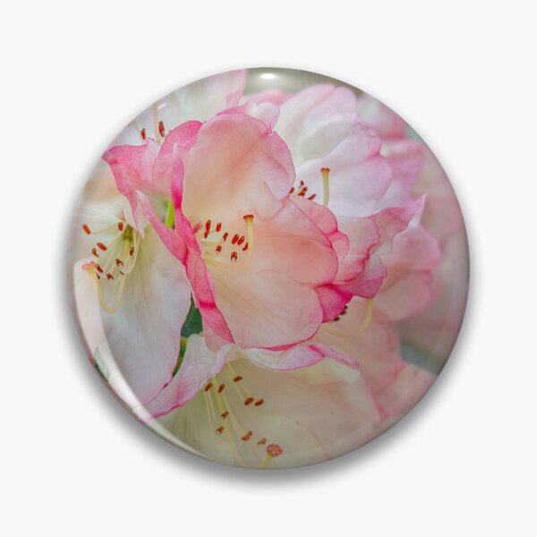 Item preview, Pink and white rhododendron designed and sold by RungSummerhouse.