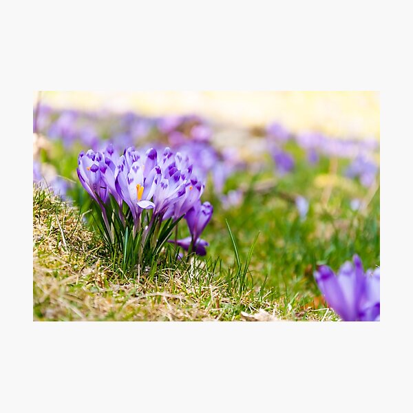 Spring Photographic Print
