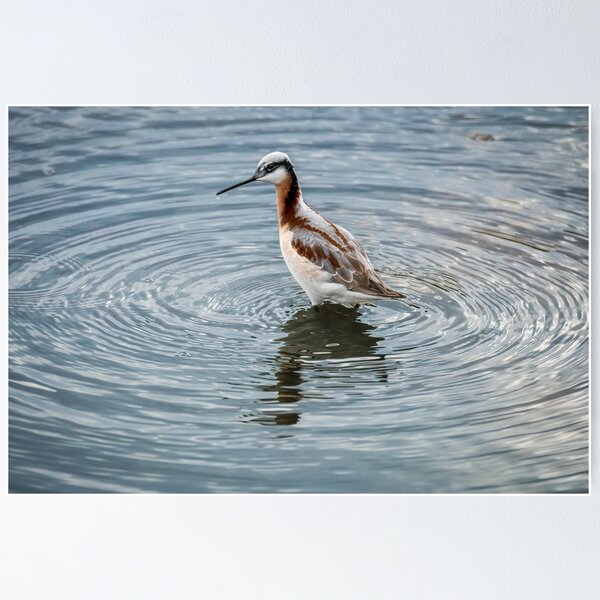 Item preview, The Spinning Wilson's Phalarope  designed and sold by Debra Martz.