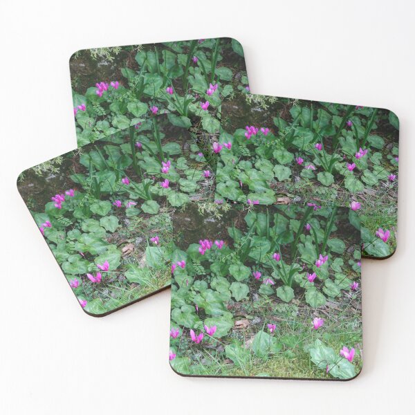 Item preview, Cyclamen designed and sold by Calidris Fotografie Steffi & Ben Köppler.