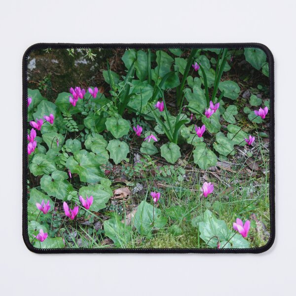 Item preview, Cyclamen designed and sold by Calidris Fotografie Steffi & Ben Köppler.