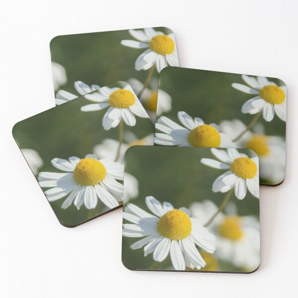 Item preview, Chamomile designed and sold by Calidris Fotografie Steffi & Ben Köppler.