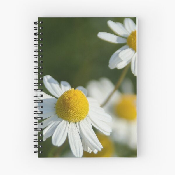 Item preview, Chamomile designed and sold by Calidris Fotografie Steffi & Ben Köppler.