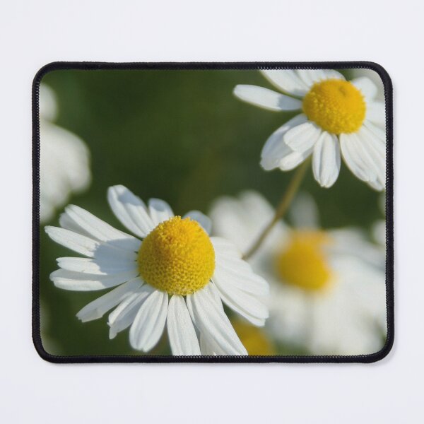 Item preview, Chamomile designed and sold by Calidris Fotografie Steffi & Ben Köppler.