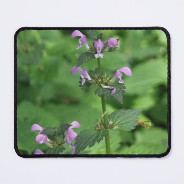 Item preview, Spotted Dead Nettle designed and sold by Calidris Fotografie Steffi & Ben Köppler.