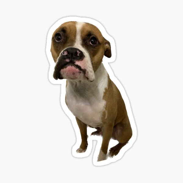 Supreme hotsell dog sticker