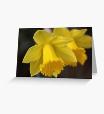 Daffodils Greeting Card