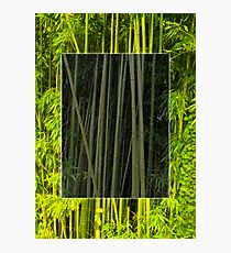 Green Photographic Print