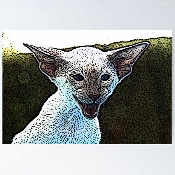 Fraidy cat, Fine Art Print