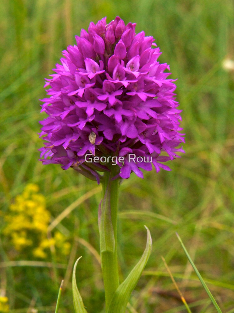 Pyramidal Orchid, Inishmore by VeryIreland