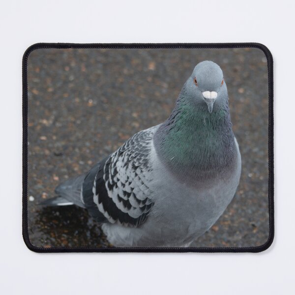 Item preview, The Patient Pigeon designed and sold by GingerMan2550.