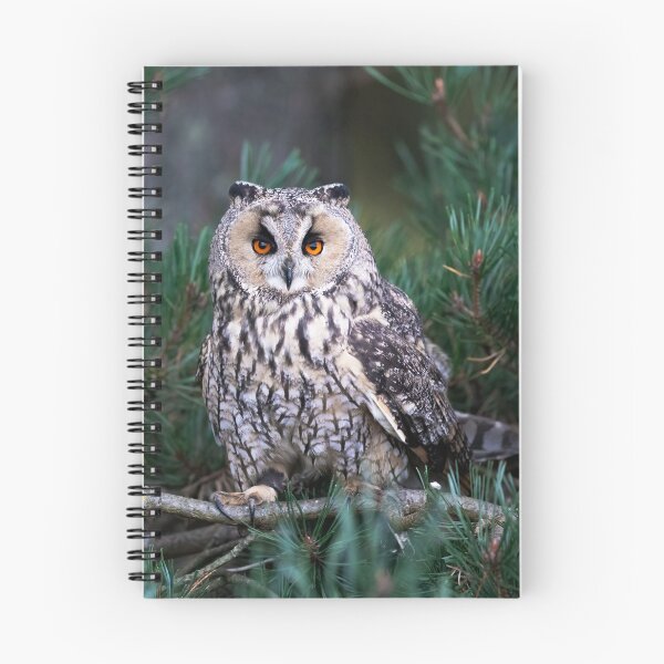 Item preview, Long Eared Owl designed and sold by RedGrouse.