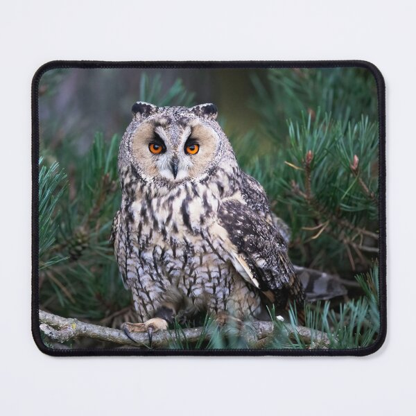Item preview, Long Eared Owl designed and sold by RedGrouse.