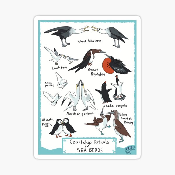Aperçu de l'œuvre affiche sur les rituels de parade nuptiale chez les oiseaux de mer créée et vendue par frip ..