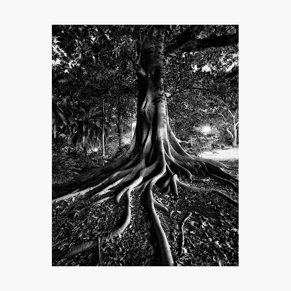 Early Evening In The Garden Of Good And Evil Photographic Print