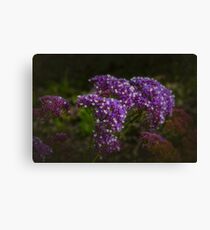 Statice (Limonium) Canvas Print
