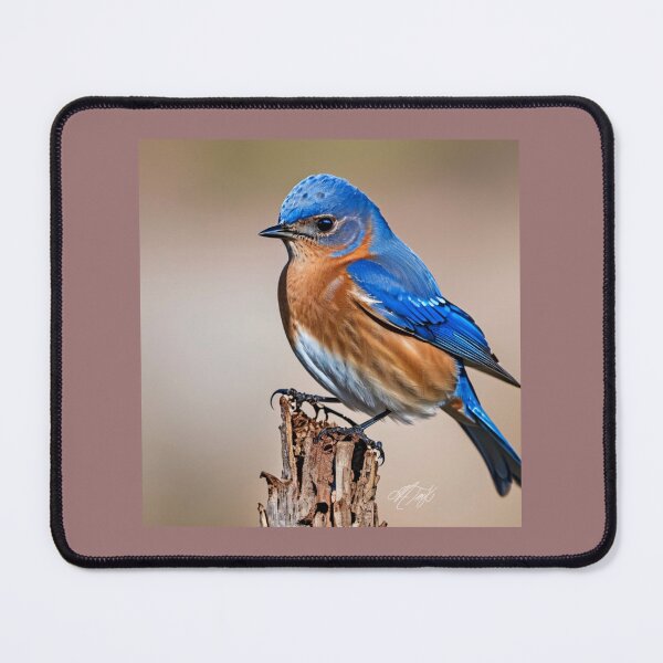 Artikelvorschau, Bluebird entworfen und verkauft von LittleSparrow12.