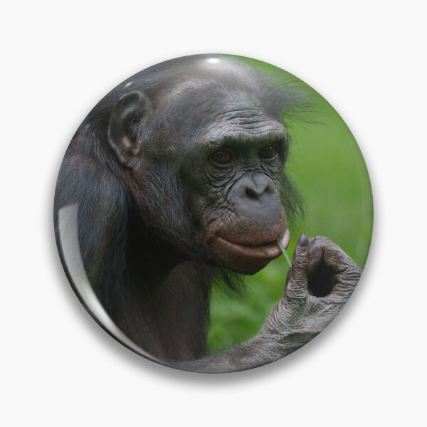 Item preview, Bonobo Ape Portrait designed and sold by rawshutterbug.
