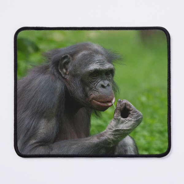 Item preview, Bonobo Ape Portrait designed and sold by rawshutterbug.