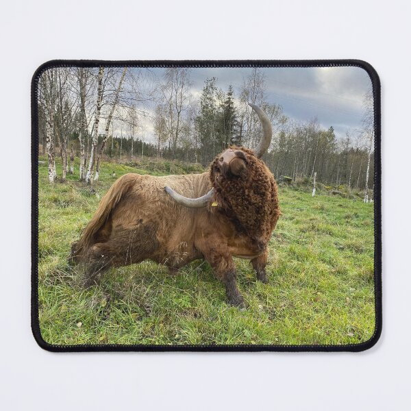 Item preview, Scottish Highland Cattle Bull 4616 designed and sold by SaarelaHighland.