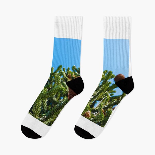 Item preview, Beautiful Snake Pine or Monkey Tree with Cone (Araucaria araucana) in a Sunny Summer Day  designed and sold by Mats Silvan.