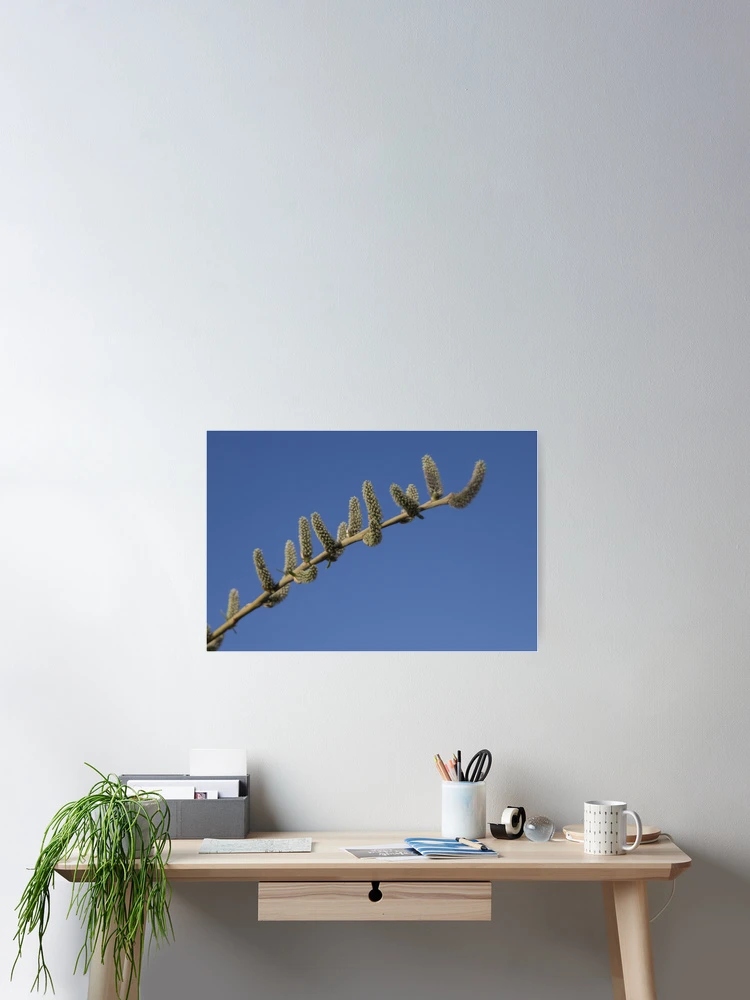 Thumbnail 2 of 3, Poster, Spring! designed and sold by Calidris Fotografie Steffi & Ben Köppler.