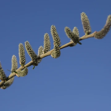 Artwork thumbnail, Spring! by Calidris Fotografie Steffi & Ben Köppler