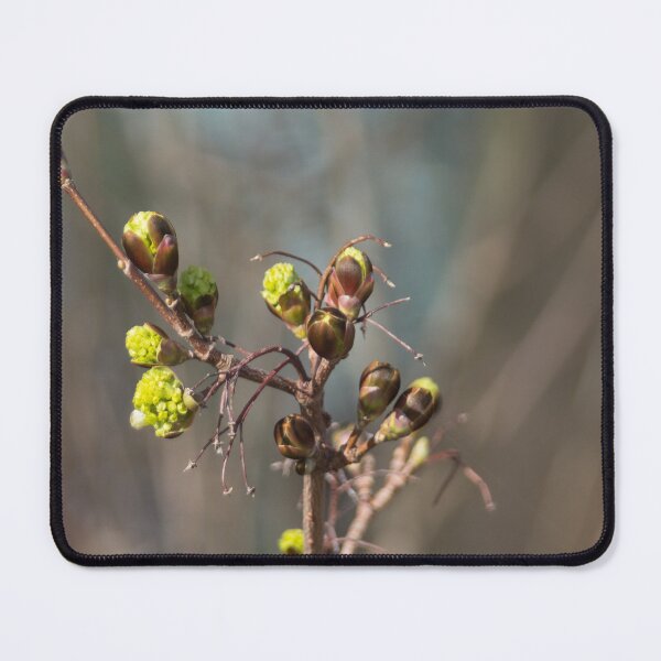 Item preview, Buds designed and sold by Calidris Fotografie Steffi & Ben Köppler.