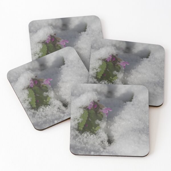 Item preview, Snow covered Dead Nettle designed and sold by Calidris Fotografie Steffi & Ben Köppler.
