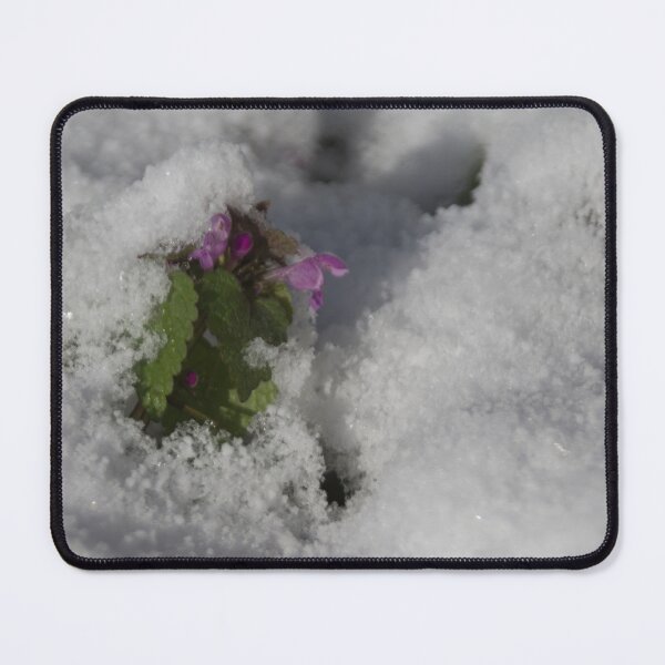 Item preview, Snow covered Dead Nettle designed and sold by Calidris Fotografie Steffi & Ben Köppler.