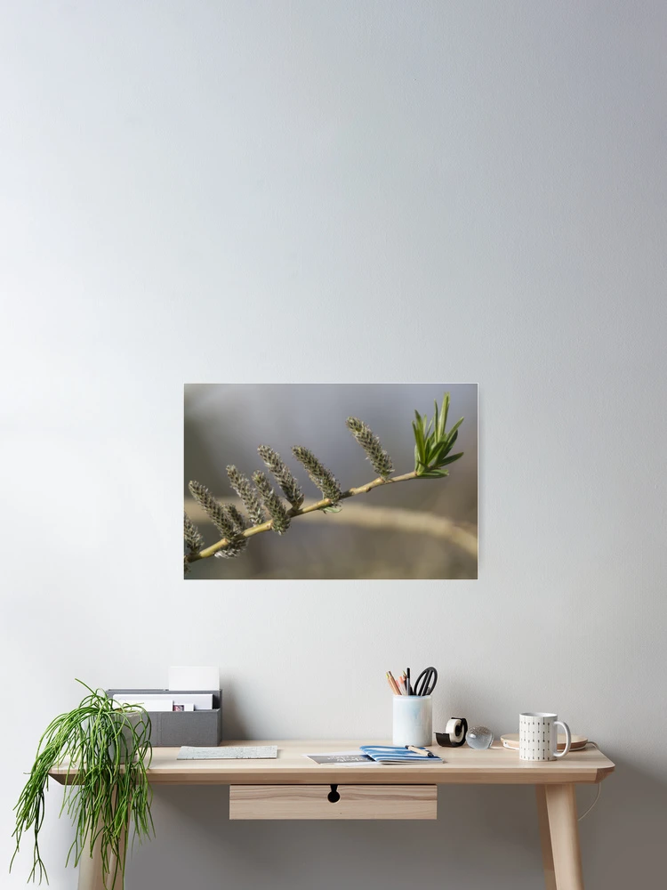 Thumbnail 2 of 3, Poster, Spring designed and sold by Calidris Fotografie Steffi & Ben Köppler.