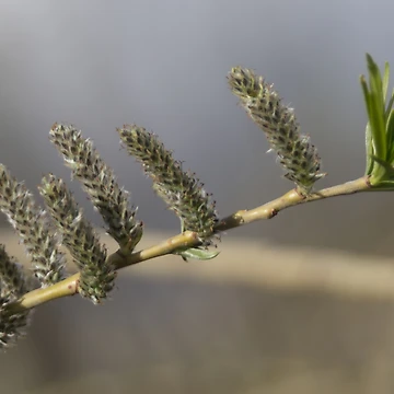 Artwork thumbnail, Spring by Calidris Fotografie Steffi & Ben Köppler