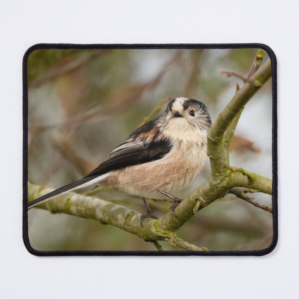 Item preview, Long-tailed tit perching in a tree designed and sold by AndrewJonesFoto.