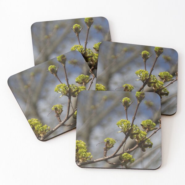 Item preview, Leaf buds designed and sold by Calidris Fotografie Steffi & Ben Köppler.