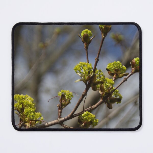 Item preview, Leaf buds designed and sold by Calidris Fotografie Steffi & Ben Köppler.